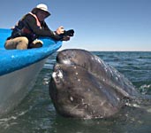 Gray whale watching near boat, Baja - Mexico