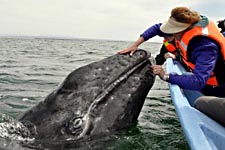 Gray whale in San Ignacio , Baja - Mexico