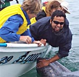 Touching baby Gray, Baja whale watching Mexico, Scammons Lagoon