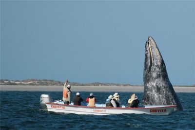 Baja Whale Watching Trip