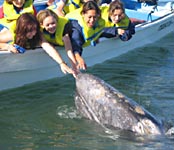 Gray whale with kids in San Ignacio, Baja - Mexico