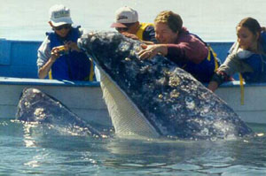 Baja Whale watching tours in San Ignacio Lagoon