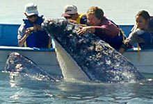 Gray whale in Scammon's Lagoon, Baja - Mexico