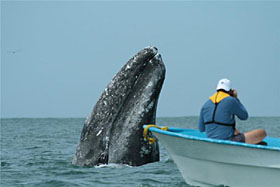 A Gray whale spyhopping in Magdalena Bay, Baja - Mexico