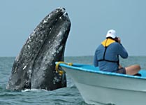 Gray whale in Scammon's Lagoon, Baja - Mexico